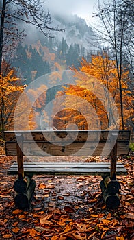 Empty bench overlooking misty vibrant forest during autumn