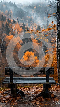 Empty bench overlooking misty vibrant forest during autumn