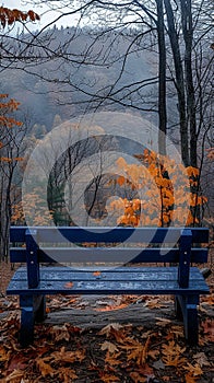 Empty bench overlooking misty vibrant forest during autumn