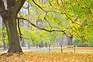 Empty bench in a park among fallen leaves during autumn