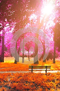Empty bench in the park, in fantasy autumn magenta and orange co