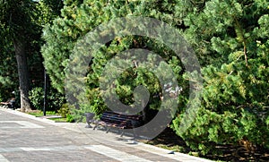 Empty bench in shade of  fluffy Pitsunda pine trees with long needles on  embankment of Rostov-on-Don city,