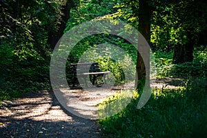 an empty bench sitting under a tree in the woods near some tall grass