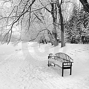 An empty bench in a snowy winter forest