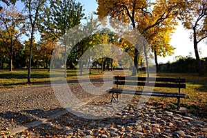 Empty bench and trees in a park covered with yellow autumn leaves