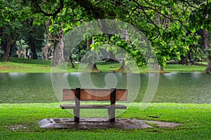 Empty Bench under big tree