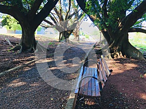 Empty bench under big trees. Shadows and relaxing environment