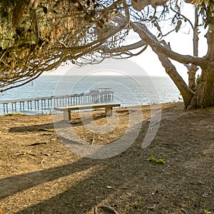 Empty bench under a tree overlooking Scripps Pier