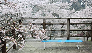 An empty bench on a wooden terrace surrounded by pink sakura blossoms  Japanese Cherry Trees