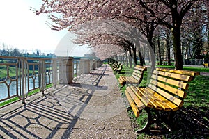 Empty benches under blowing sakura trees in park