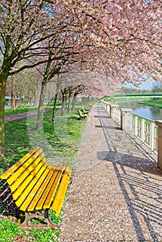 Empty benches under blowing sakura trees in park