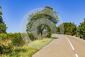 Empty bend road with trees on the edge