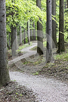 Empty bike trail in forest