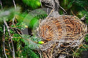 Empty bird nest