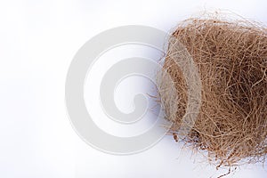 Empty bird nest