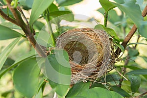 empty bird nest