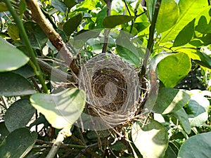 Empty bird nest