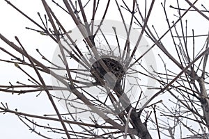 Empty bird nest on bare branches of a tree