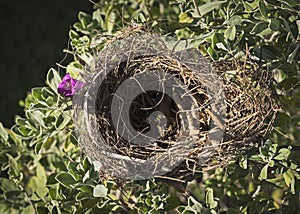 Empty Bird Nest in a Beautiful Shrub