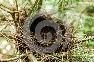 Empty bird nest in branches, wild forest animals