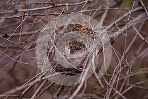 Empty bird nest on bush branches in forest. Spring nestlings or bird homecoming