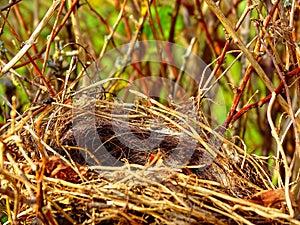 Empty bird nest on dry bush spiraea