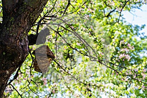 Empty bird nest on flowering apple tree close up shot