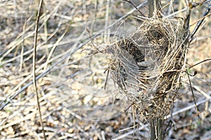Empty bird nest in forest on tree branch.