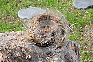 Empty bird nest in garden made from dry grass