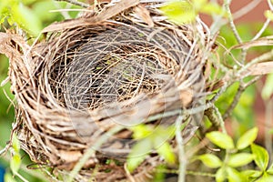 Empty bird nest