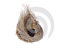 Empty bird nest isolated on white background