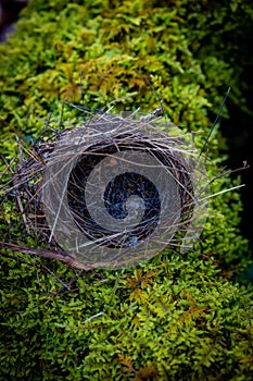 Empty Bird Nest on Moss