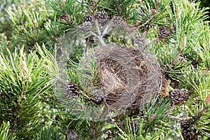 Empty bird nest in pine tree