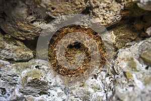 .Empty bird nest placed in the rock