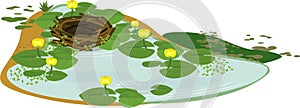 Empty bird nest and pond overgrown with flowering yellow water-lily Nuphar lutea