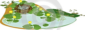 Empty bird nest and pond overgrown with flowering yellow water-lily Nuphar lutea