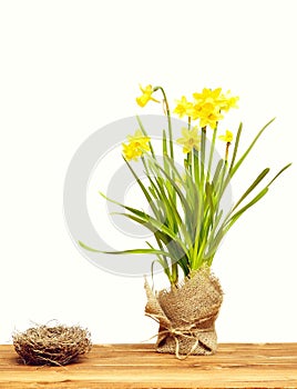 Empty bird nest and spring yellow narcissus flower in burlap