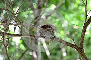 Empty bird nest on tree