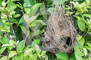 Empty bird nest on tree