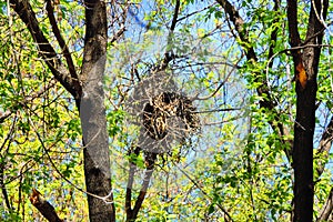 Empty bird nest on tree, Bird`s Nest features narrow entrance,   nest made of thin twigs