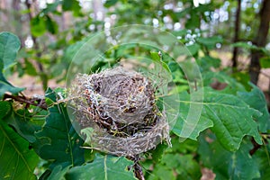 Empty bird nest on a tree branch in a forest