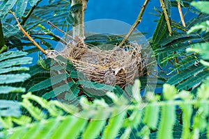 Empty bird nest with tree branches
