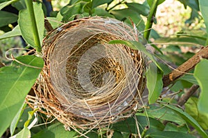 empty bird nest