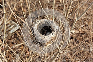 Empty bird nest on tree branches in autumn.