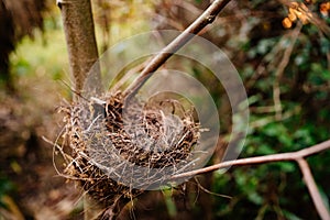 Empty bird nest on tree branches. bird and animal populations. photo