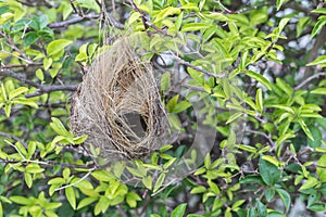 Empty bird nest on tree