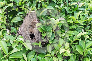 Empty bird nest on tree