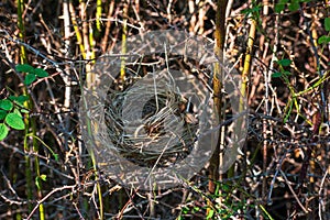 Empty Bird Nest in a tree