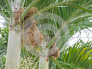 Empty bird nest on trees