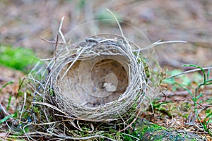 Empty bird`s abandoned nest lies on the ground